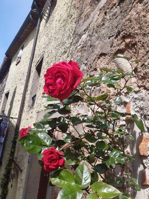 Casa Il Girasole Holiday home Boccheggiano